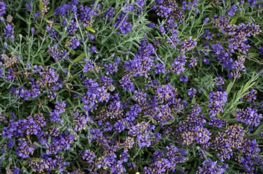 Levander çiçek doku çok güzel doğal arka plan olarak