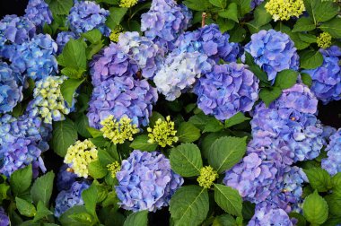 HORTENSIA çiçek doku çok güzel bir renk arka plan olarak