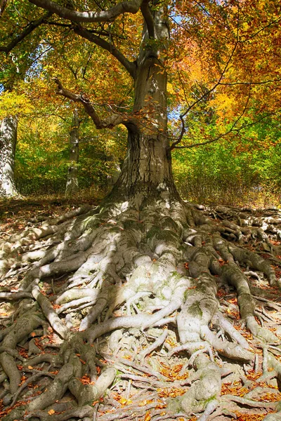 Stare Drzewo Bukowe Ładne Korzenie Jako Ładne Tło — Zdjęcie stockowe