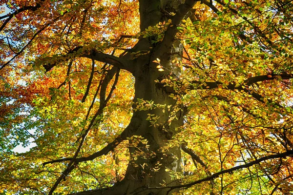 Vecchio Faggio Come Bello Sfondo Naturale — Foto Stock