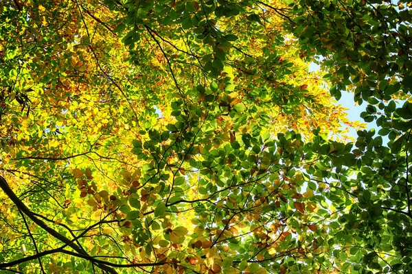 Stare Drzewo Bukowe Jako Ładne Tło Naturalne — Zdjęcie stockowe