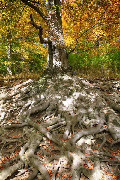 老山毛榉树以好根作为好背景 — 图库照片