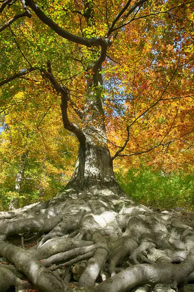 素敵な背景として素敵なルーツを持つ古いブナの木 — ストック写真
