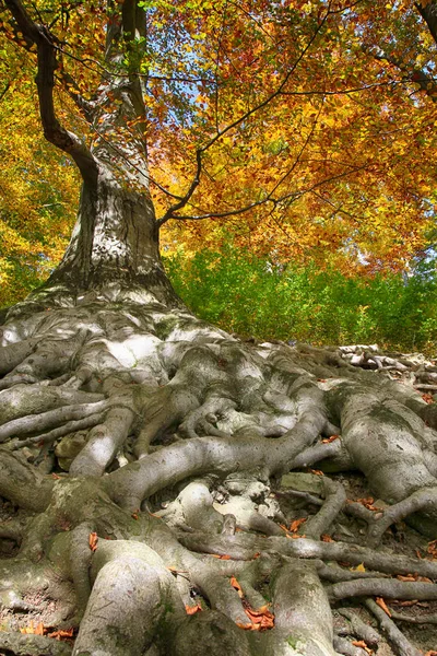 Stare Drzewo Bukowe Ładne Korzenie Jako Ładne Tło — Zdjęcie stockowe