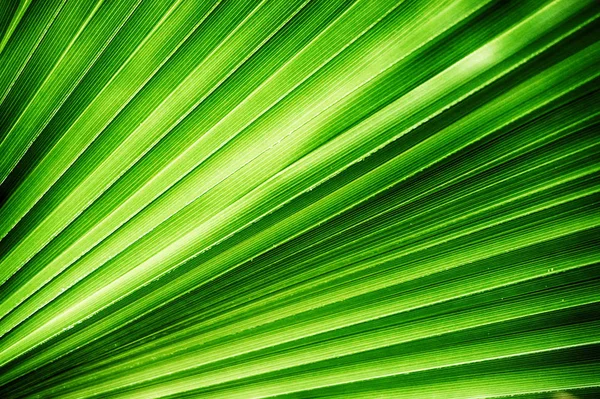 Yeşil Palmiye Yapraklarının Dokusu Çok Güzel Doğal Bir Arka Plan — Stok fotoğraf