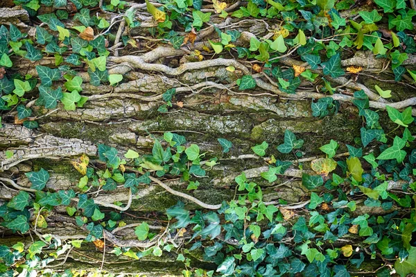 Ancienne Texture Écorce Avec Plante Lierre Comme Beau Fond — Photo