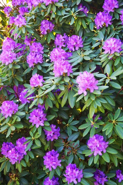 Fiori Azalea Viola Come Sfondo Naturale Molto Bello — Foto Stock