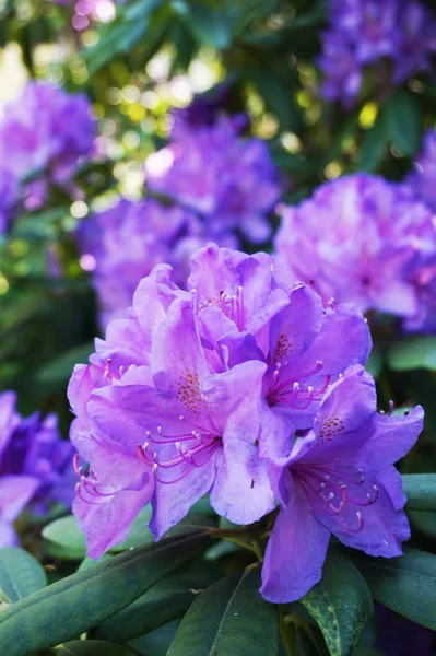 Kwiaty Fioletowe Azalia Jako Bardzo Ładne Tło Naturalne — Zdjęcie stockowe