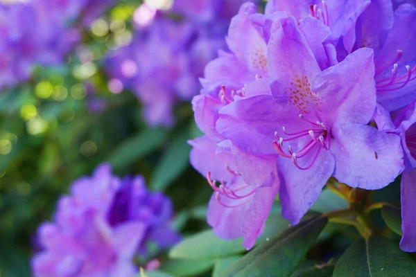 Kwiaty Fioletowe Azalia Jako Bardzo Ładne Tło Naturalne — Zdjęcie stockowe