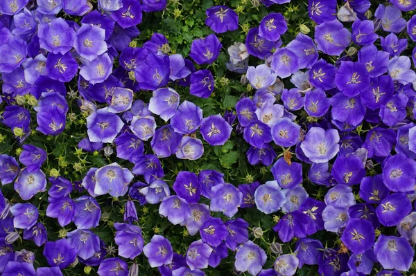Mavi Çan Çiçeği Doku Çok Güzel Doğal Arka Plan Olarak — Stok fotoğraf