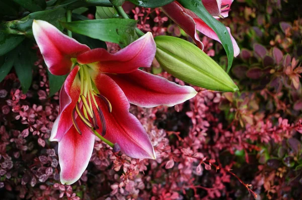 Červená Lilly Květiny Textury Jako Velmi Pěkné Přírodní Pozadí — Stock fotografie