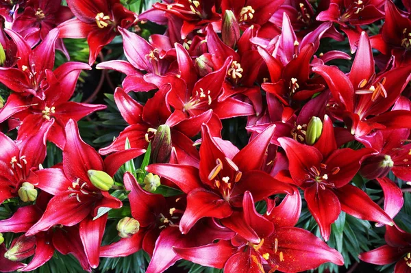 Lilly Vermelho Flores Textura Como Fundo Natural Muito Agradável — Fotografia de Stock