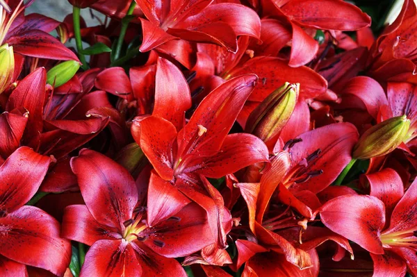 Lilly Vermelho Flores Textura Como Fundo Natural Muito Agradável — Fotografia de Stock