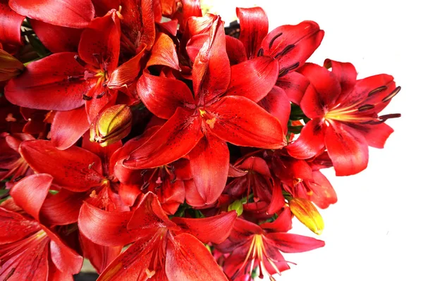 Красный Лилии Цветы Текстуры Хороший Естественный Фон — стоковое фото