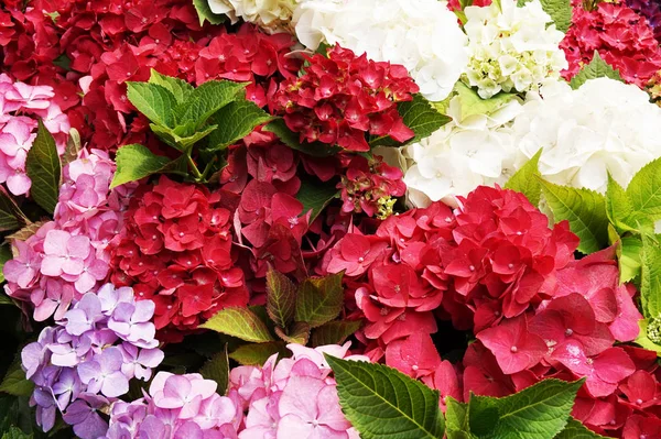 hortensia flower texture as very nice color background