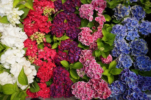 Hortensia Flower Texture Very Nice Color Background — Stock Photo, Image