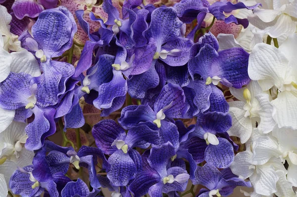 Kék Műanyag Orchidea Textúra Mint Szép Háttér — Stock Fotó