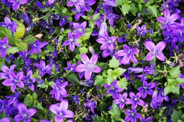 Blue Bells Flower Texture Very Nice Natural Background — Stock Photo, Image