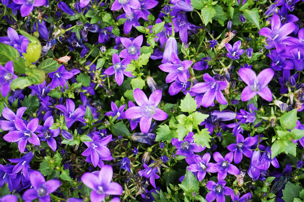 голубые колокола цветок текстуры, как очень хороший естественный фон
