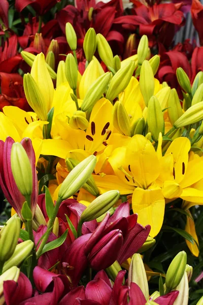 Yellow Red Lilly Flowers Texture Nice Background — Stock Photo, Image