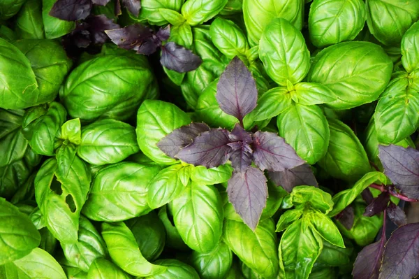 Basil Plant Texture Very Nice Natural Grocery Background — Stock Photo, Image