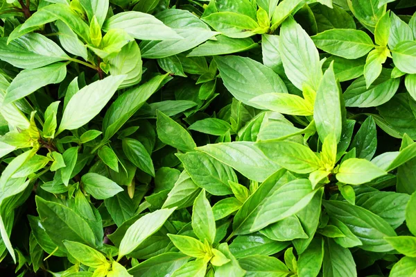 Textura Planta Manjericão Como Fundo Supermercado Natural Muito Agradável — Fotografia de Stock