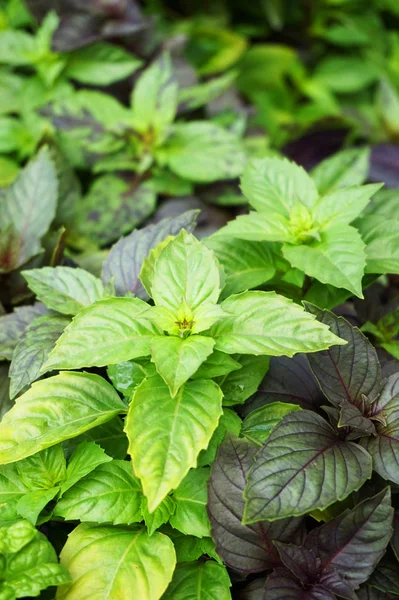 Basil Plant Texture Very Nice Natural Grocery Background — Stock Photo, Image
