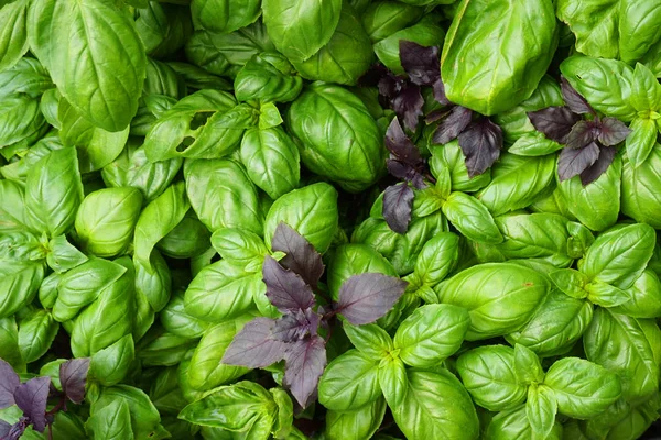 Textura Planta Manjericão Como Fundo Supermercado Natural Muito Agradável — Fotografia de Stock