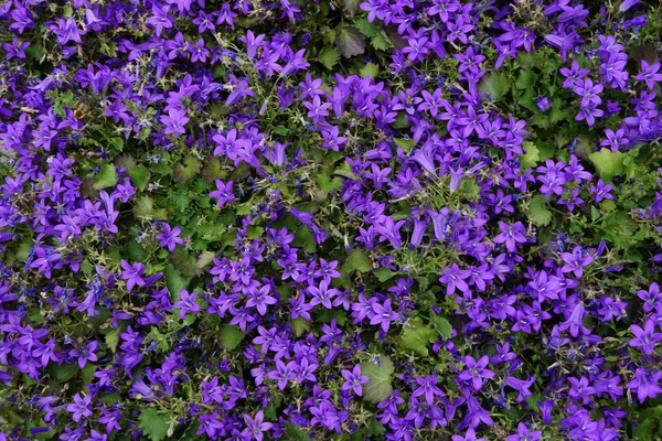 Mavi Çan Çiçeği Doku Çok Güzel Doğal Arka Plan Olarak — Stok fotoğraf