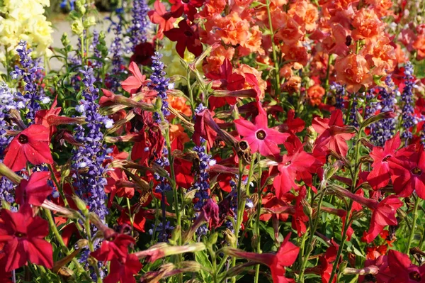 Krásná Květinová Zahrada Mnoha Různých Rostlin — Stock fotografie