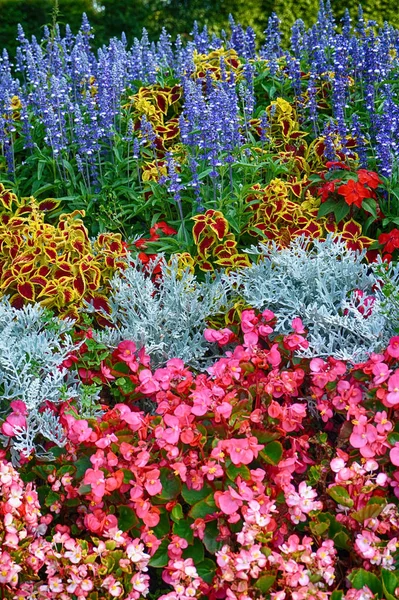 Όμορφο Κήπο Λουλουδιών Πολλά Διαφορετικά Φυτά — Φωτογραφία Αρχείου