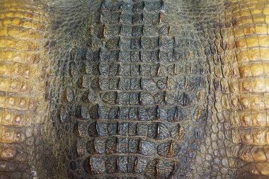 Timsah cilt dokusunu çok güzel doğal arka plan olarak