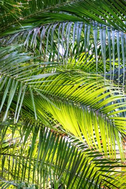 Güzel egzotik bir arkaplan olarak palmiye yaprağı dokusu