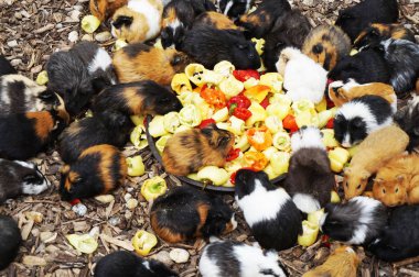 eskiden şiling şimdi pigs güzel arka plan olarak sebze yiyorsun