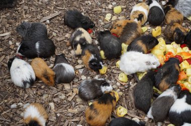 eskiden şiling şimdi pigs güzel arka plan olarak sebze yiyorsun