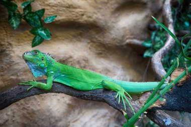 yeşil iguana kertenkele hayvan evinden