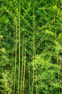 yeşil bambu doku çok güzel arka plan olarak bırakır.