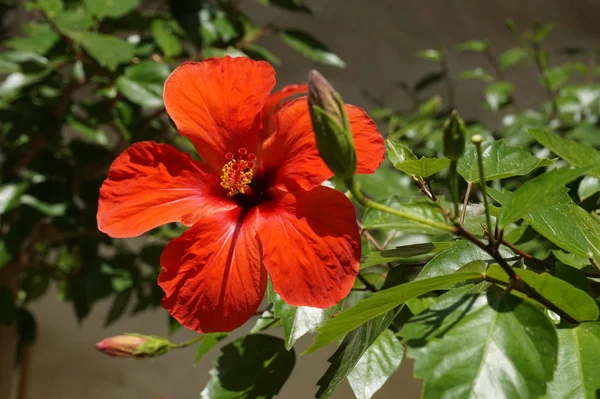 Kwiat Czerwony Hibiscus Jako Bardzo Ładne Tło Naturalne — Zdjęcie stockowe