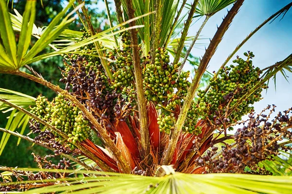 Viltvoksende Palmefrukter Som Fin Naturlig Bakgrunn – stockfoto