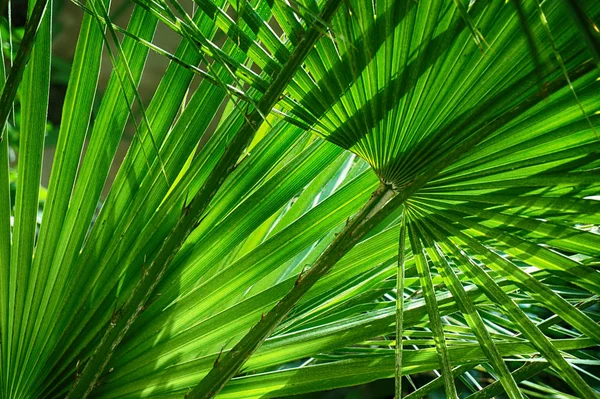 Güzel Egzotik Bir Arkaplan Olarak Palmiye Yaprağı Dokusu — Stok fotoğraf
