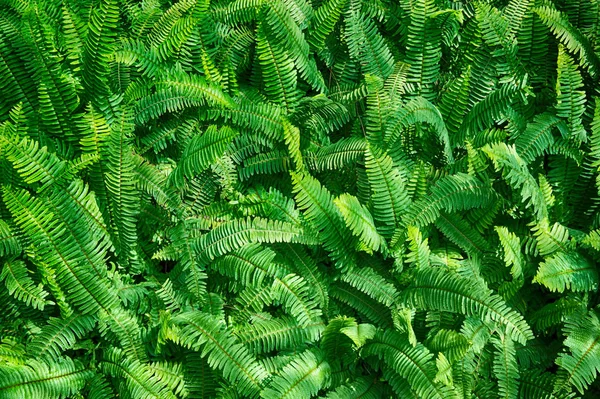 Texture Végétale Fougère Verte Comme Très Beau Fond Naturel — Photo