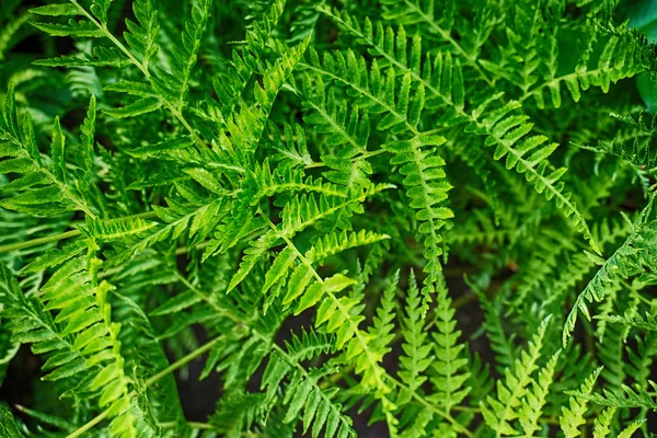 Зеленый Папоротник Растительной Текстуры Хороший Естественный Фон — стоковое фото