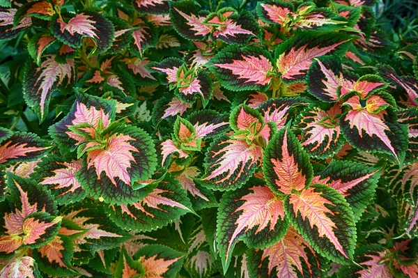 Hojas Rojas Verdes Planta Del Coleus Plectranthus Scutellarioides —  Fotos de Stock