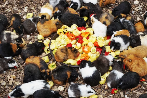 guinea pigs are eating vegetables as nice background