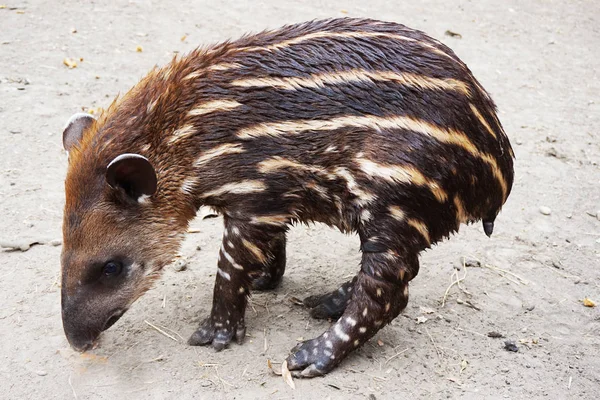 Tapir Małych Zwierząt Stary Funt — Zdjęcie stockowe