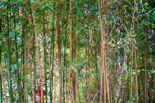 非常に素敵な背景として緑の竹の葉がテクスチャ — ストック写真