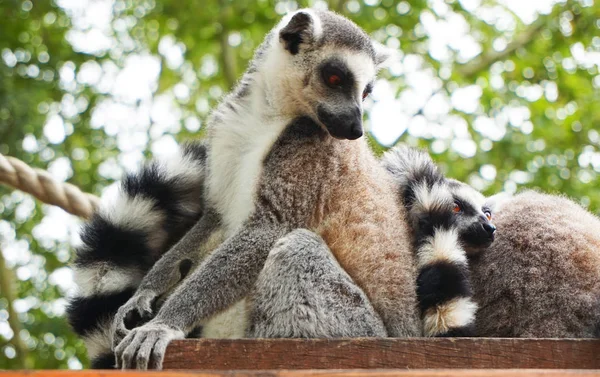 Scimmia Lemure Stanno Riposando Nell Albero — Foto Stock