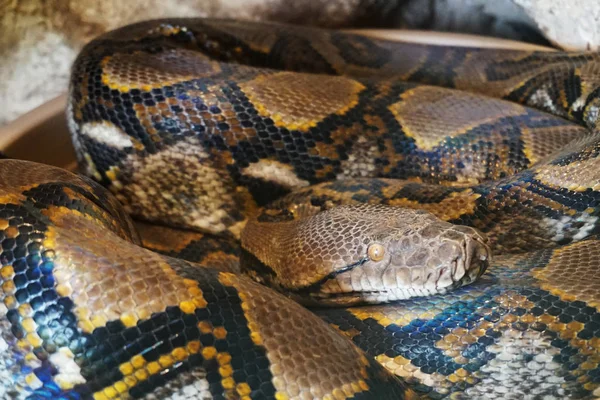 Python Snake Animal Very Nice Background — Stock Photo, Image