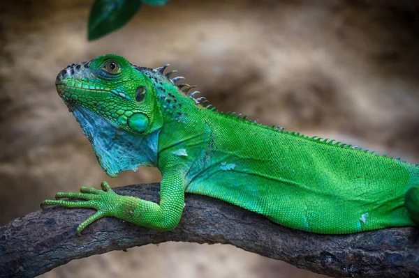 Hijau Kadal Iguana Dari Rumah Hewannya — Stok Foto