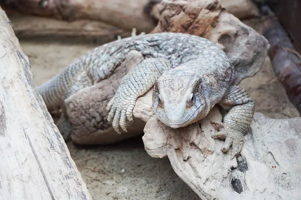 Dragon Lizard His Home Resting — Stock Photo, Image